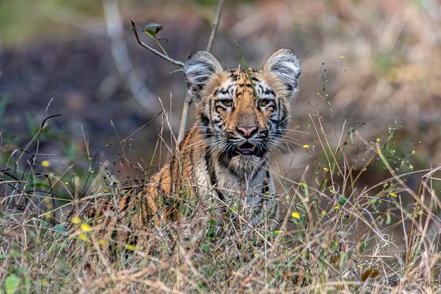 Tiger Cub Playing