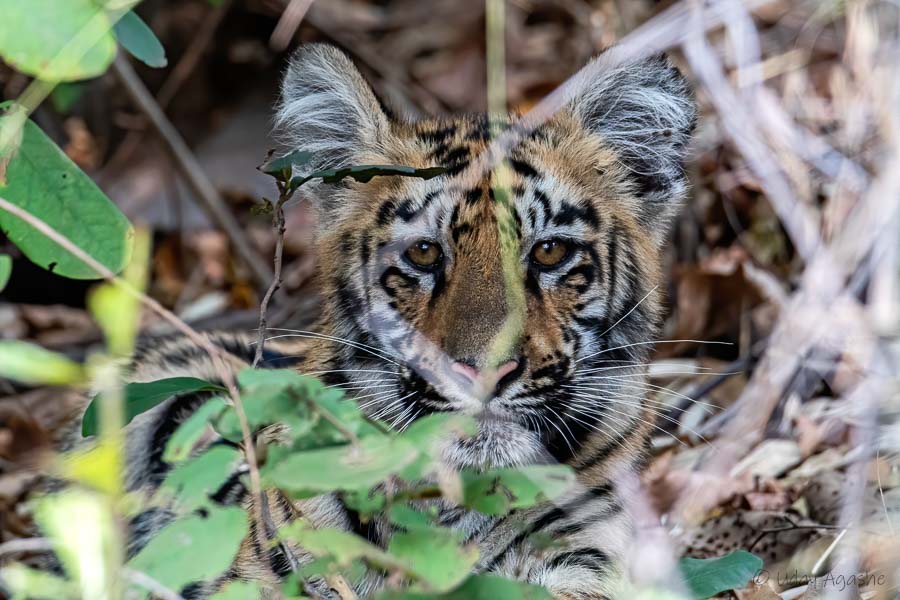 Tiger Cub behind bushes