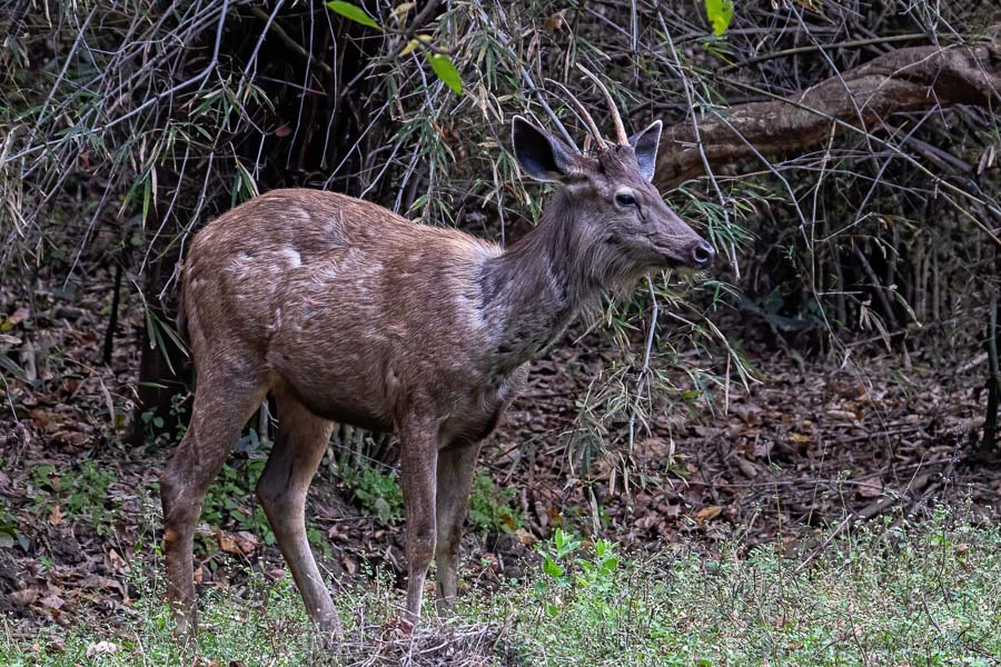 Alert Sambar Deer