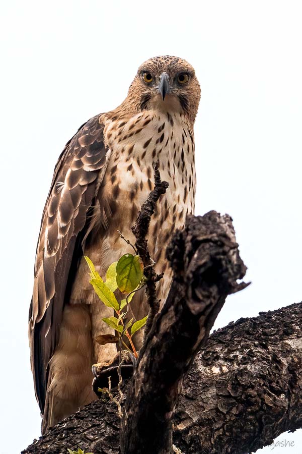Crested Hawk Eagle looking into camera