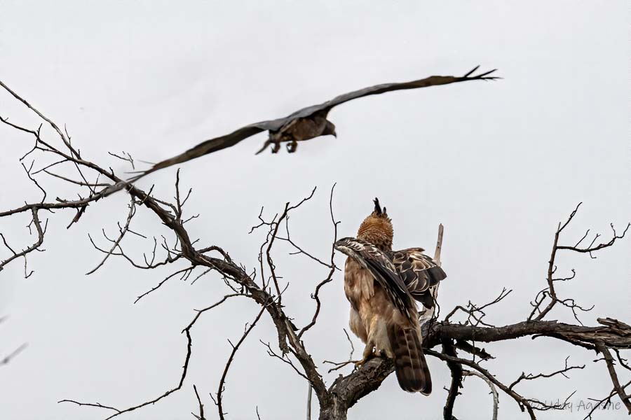Oreintal Honey Buzzard trying to unsettle Crested Hawk Eagle
