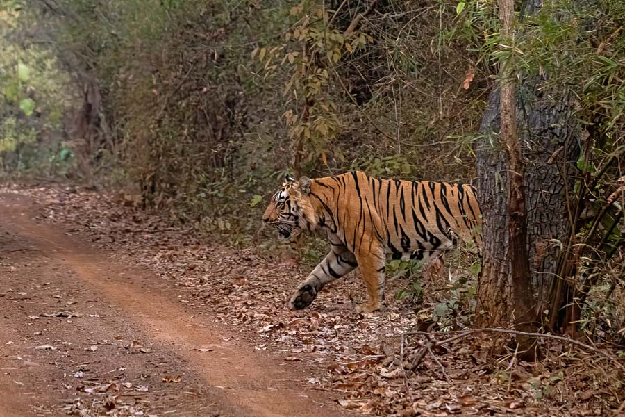 Male Tiger named Kankazari crossing Raod