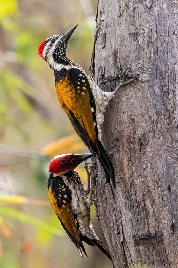 Pair of Black-rumped woodpeckers