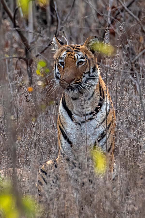 Tigress Zunabai waiting to cross road