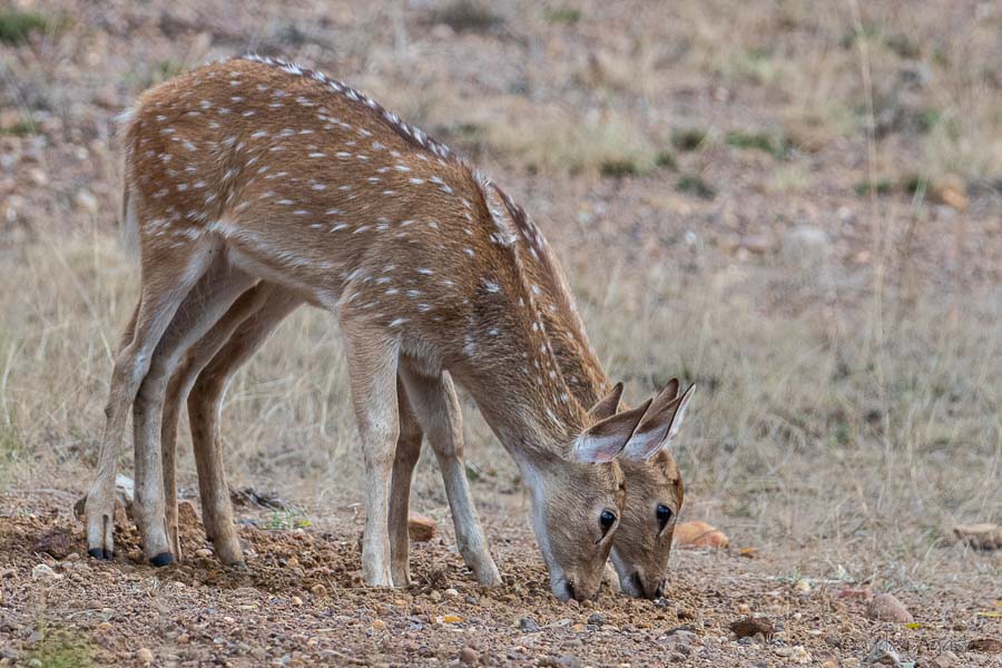 Spotted Dear Fawns