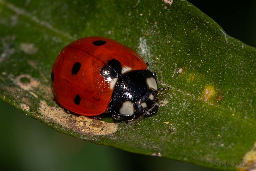 Ladybug insect