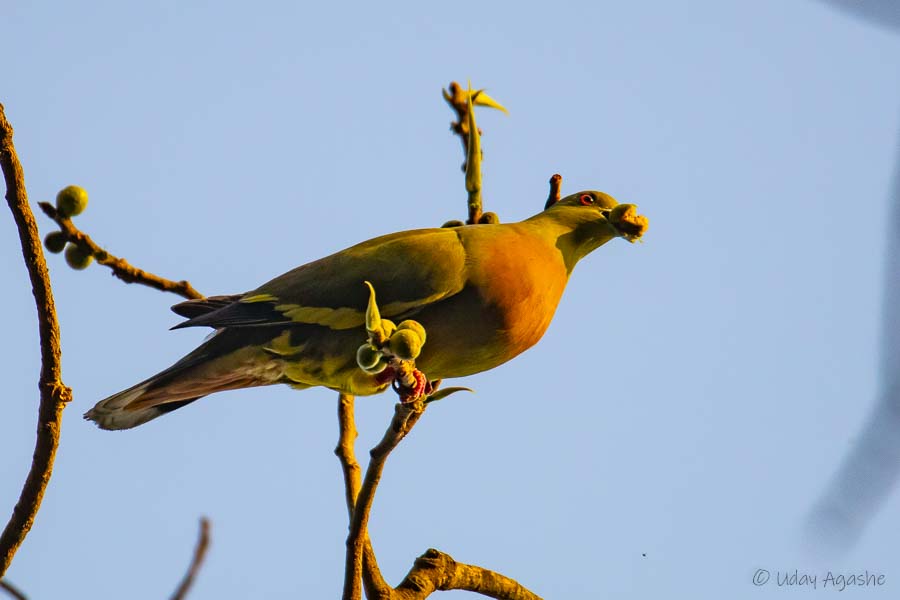 Yellow footed green pigeon