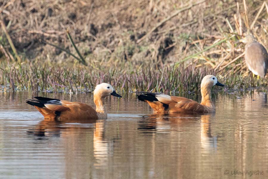 Ruddy Shelduck