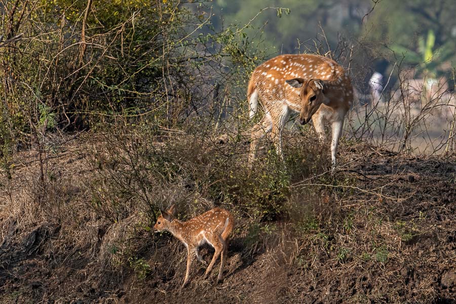 Spotted Deer