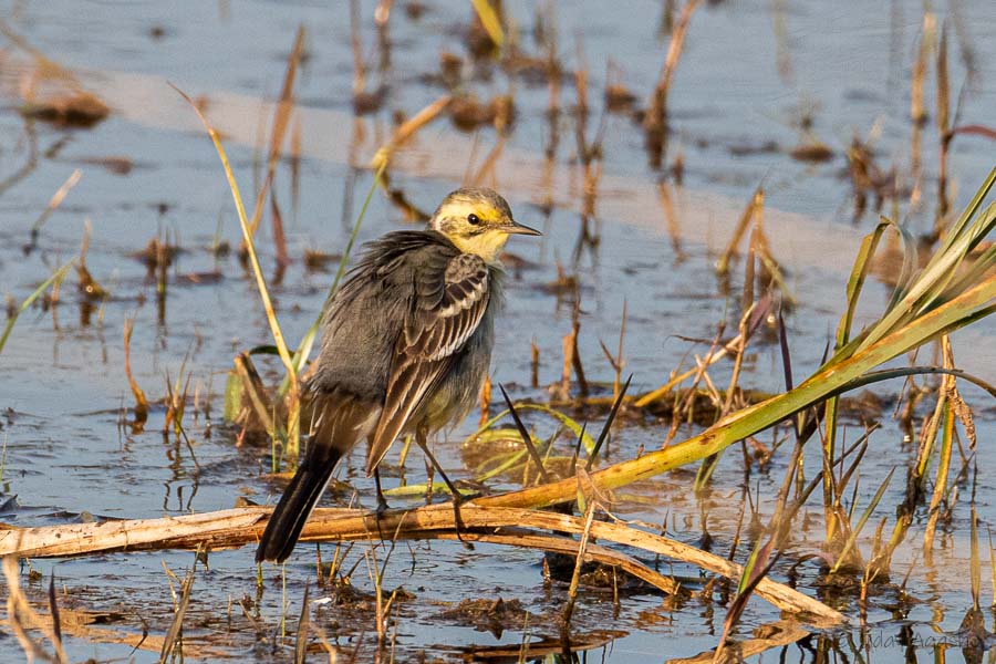 Citrine Wagtail