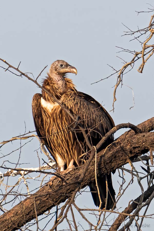 Vulture waiting on a tree