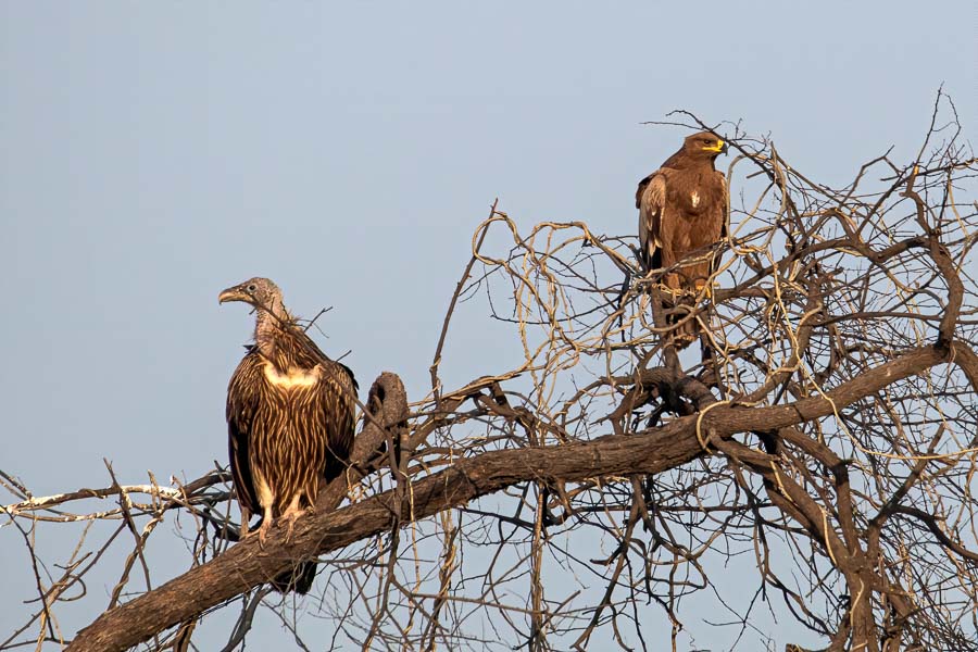 Steppe Eagle on a tree