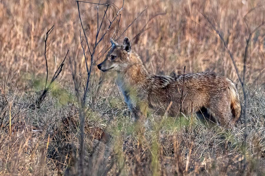 Cautious Jackal