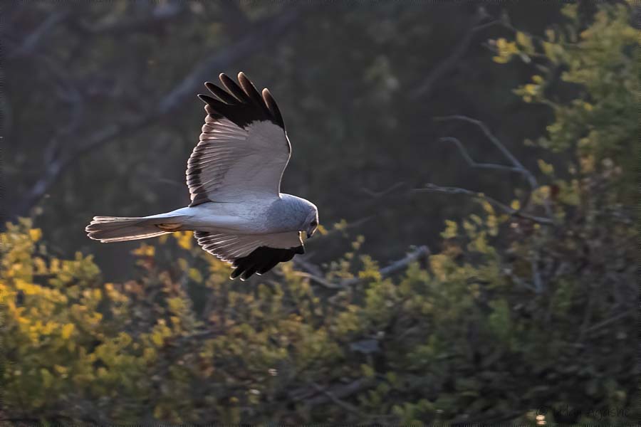 Hen Harrier