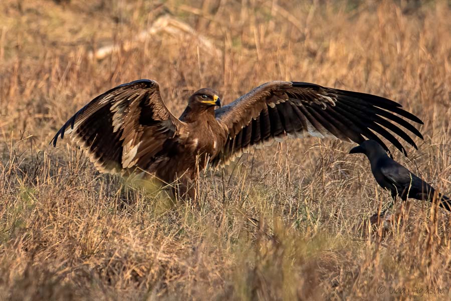 Steppe Eagle Flying