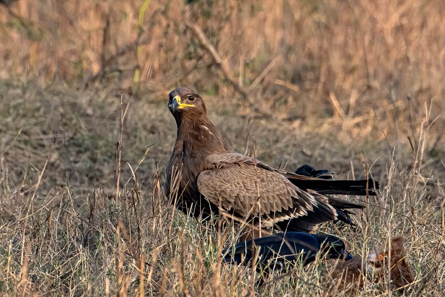 Steppe Eagle