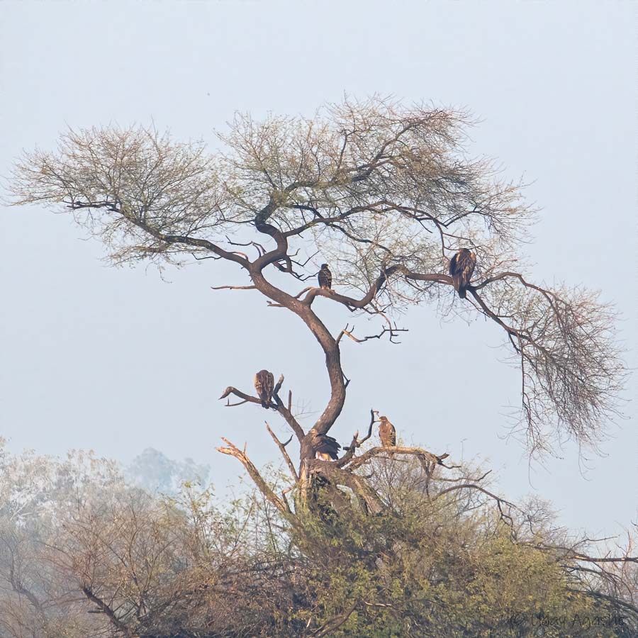 Multiple eagles and vultures