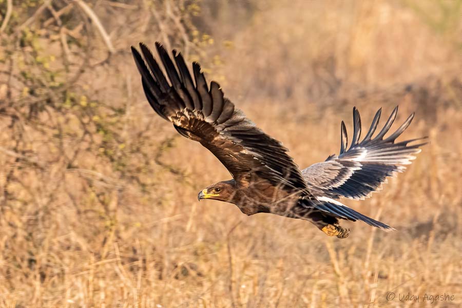 Steppe Eagle