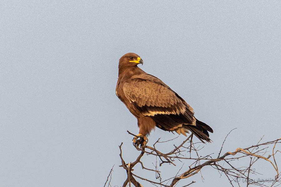 Steppe Eagle