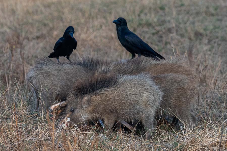 Wild Boars and Crow