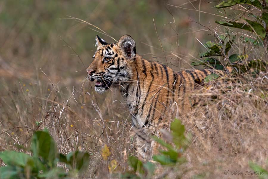 Tiger Cub