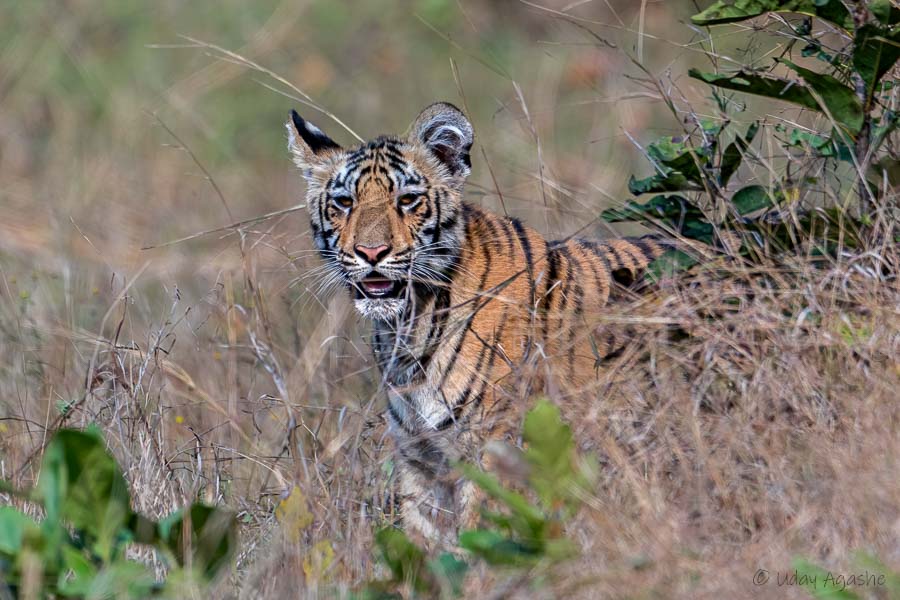 Tiger Cub