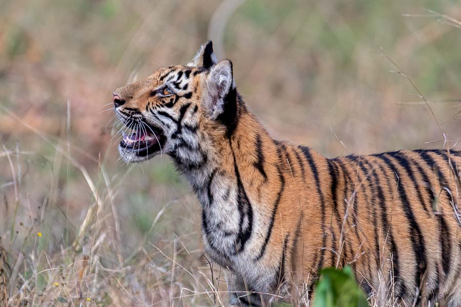 Tiger Cub