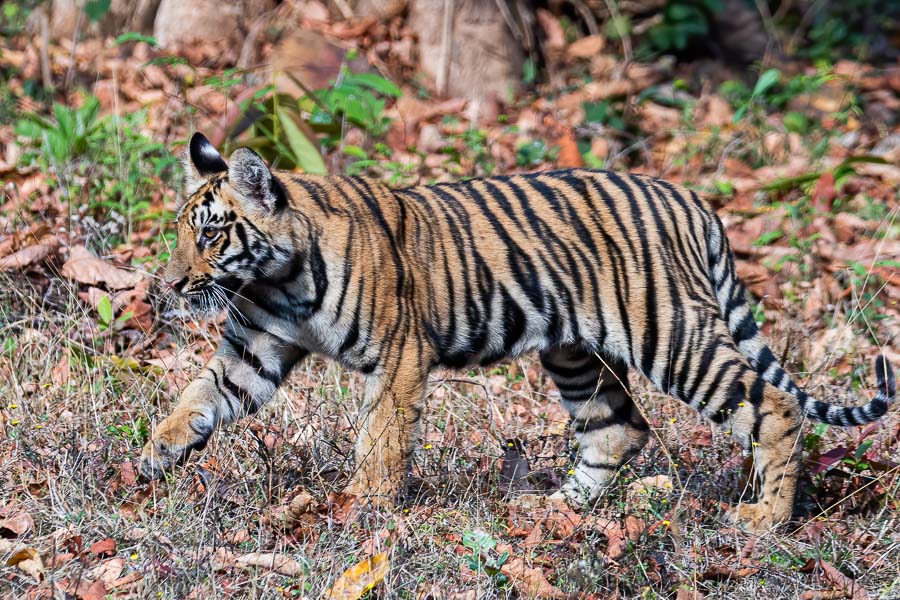 Tiger Cub