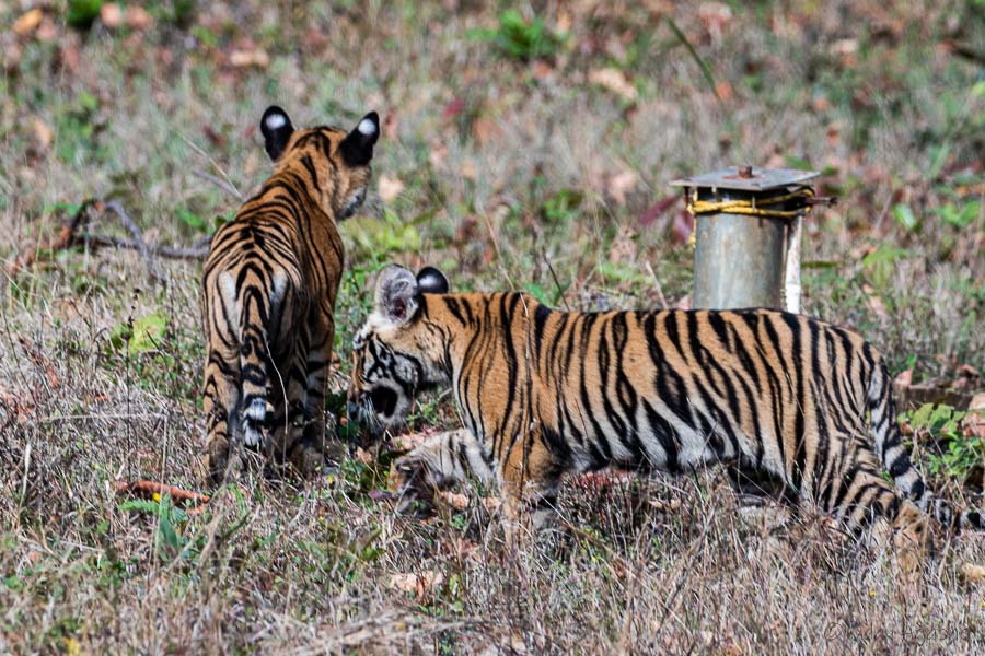 Tiger Cubs