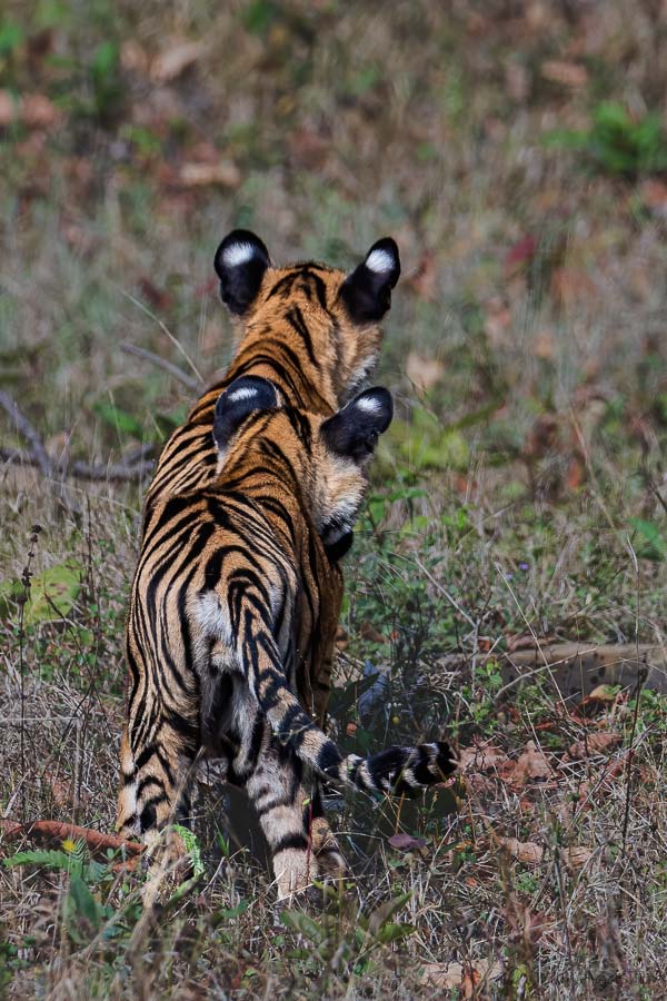 Sibling Play in Tadoba