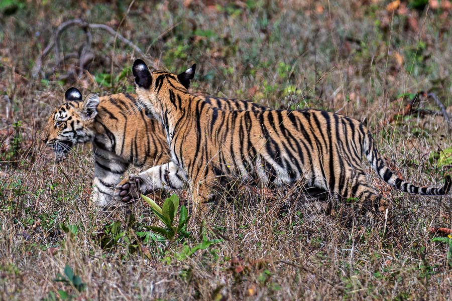 Tiger Cubs