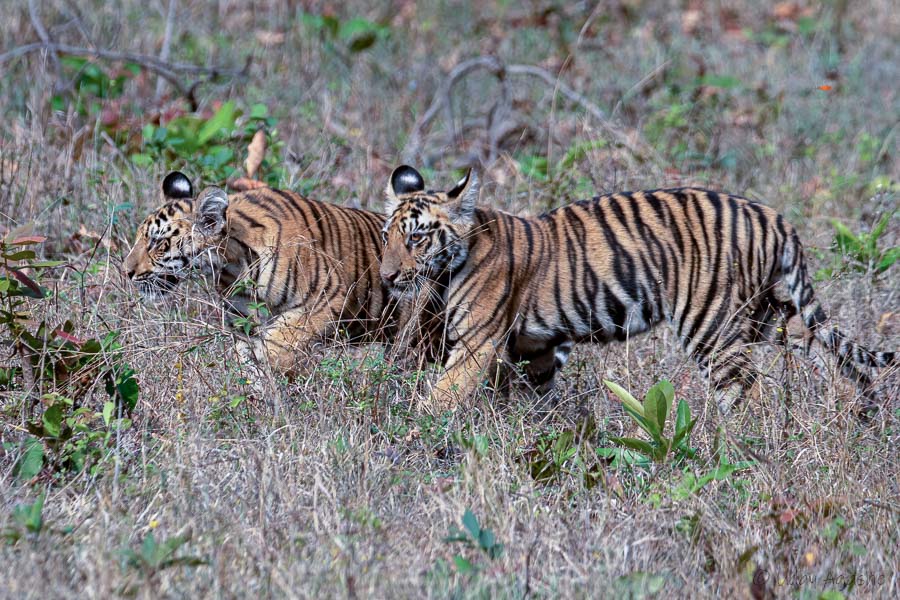 Tiger Cubs