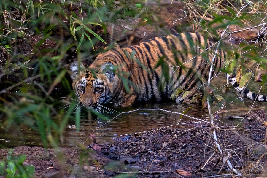 Tiger Cub Playing