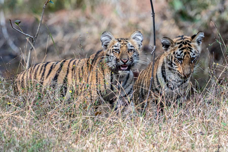 Tiger Cubs Playing