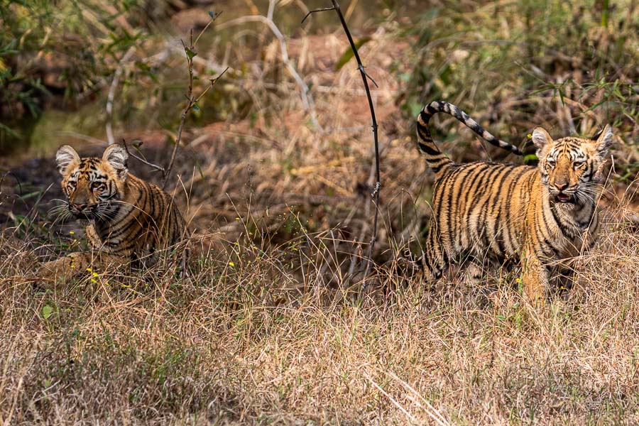 Tiger Cubs Playing