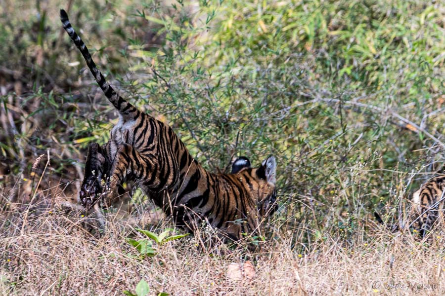 Tiger Cub Jumping