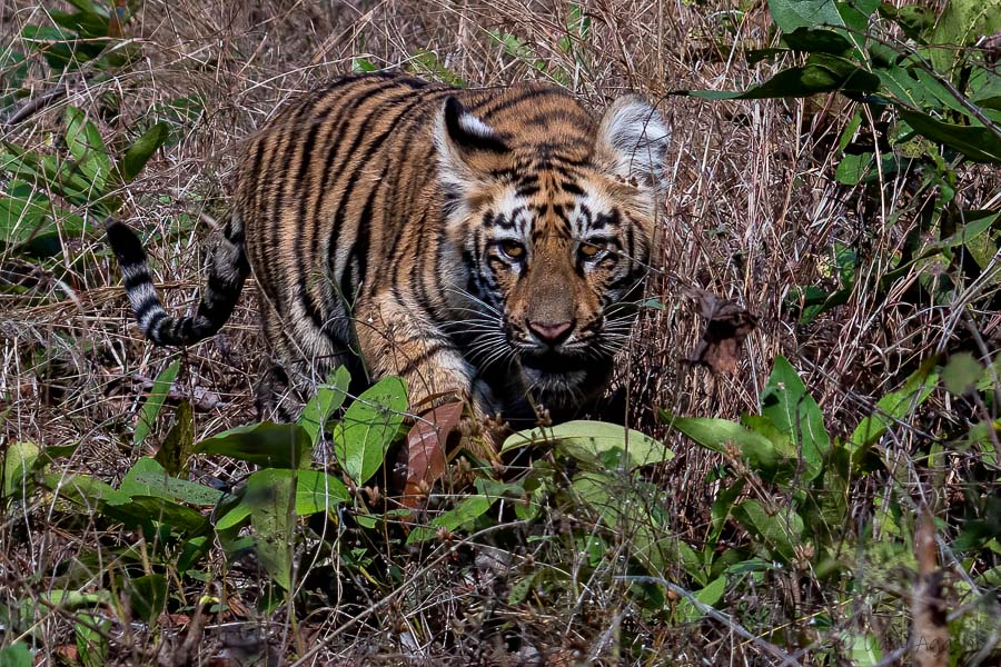 Tiger Cub looking curiously