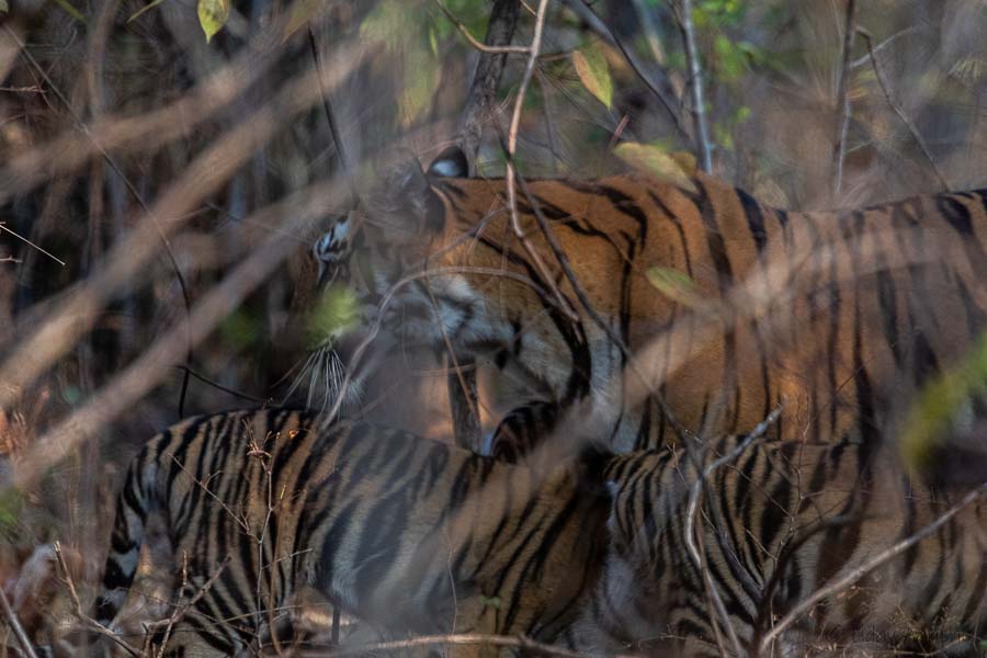 Tiger with Cubs in a clutter