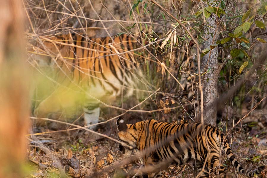 Tiger with Cubs in a clutter