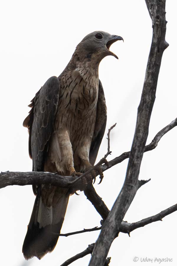 Oriental Honey Buzzard calling