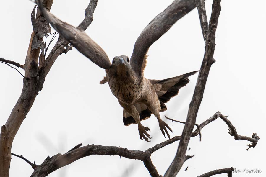 Oriental Honey Buzzard taking flight