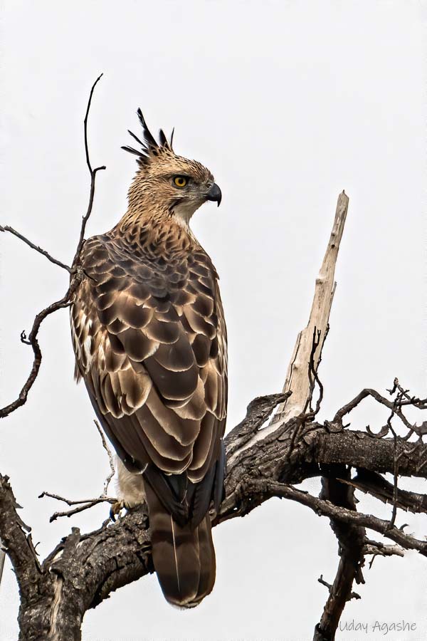 Crested Hawk Eagle