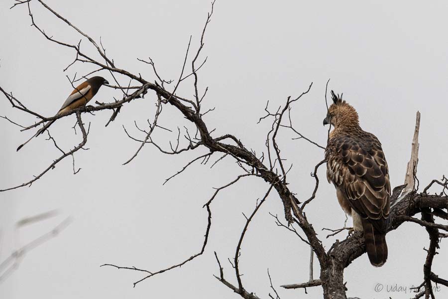 Rufous Treepie and Oriental Honey buzzard in single frame