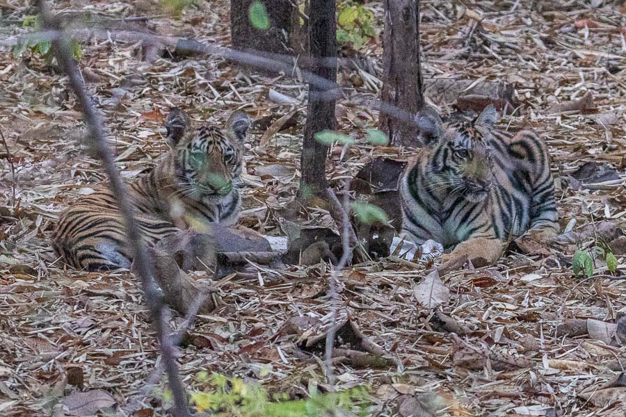 Relaxed Tiger Cubs in the early morning