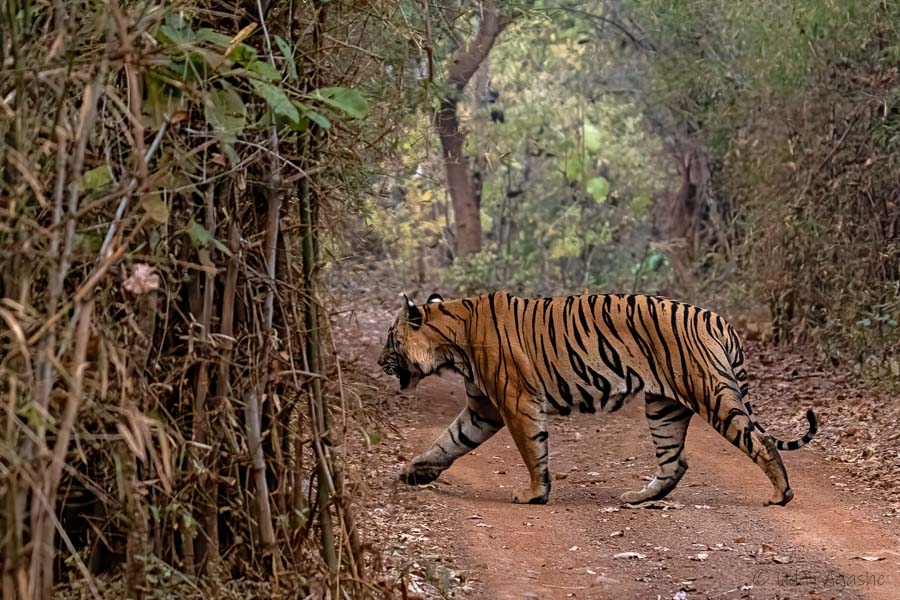 Male Tiger named Kankazari crossing Raod