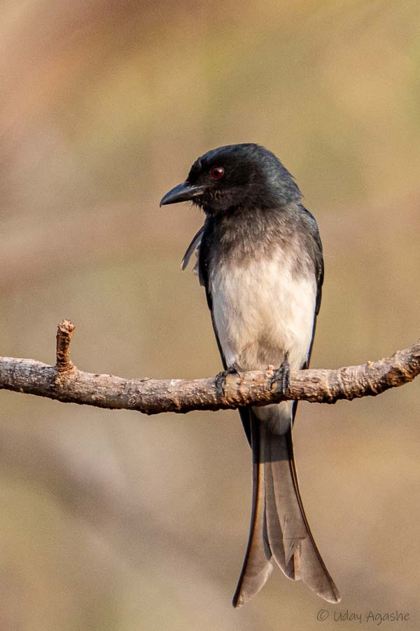 White Bellied Drongo