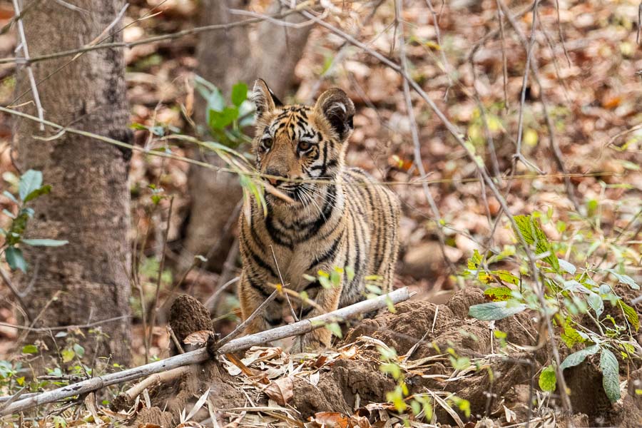 Tiger Cub