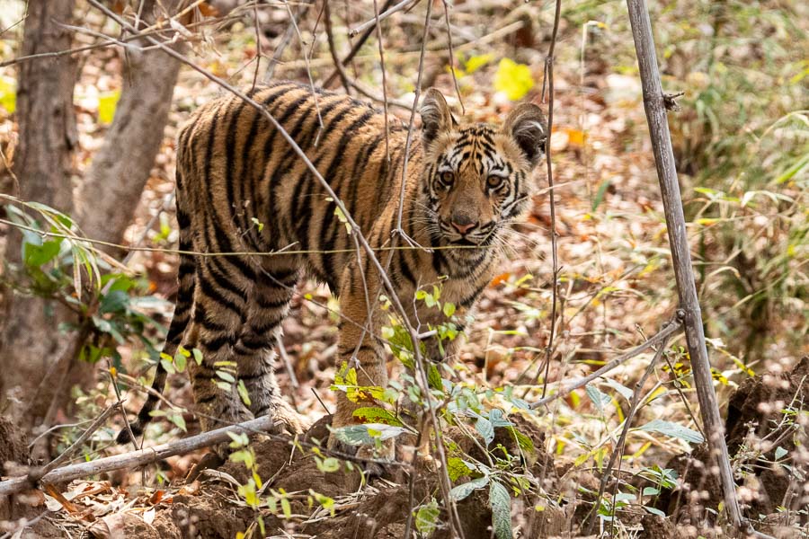 Tiger Cub