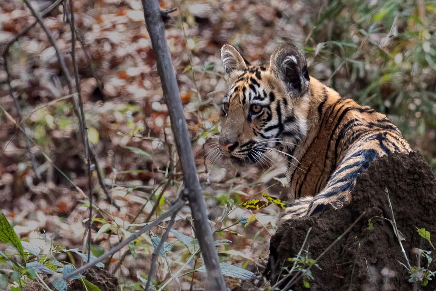 Tiger Cub