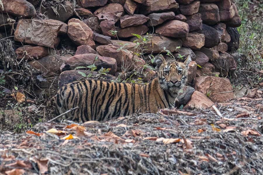 Tiger Cub